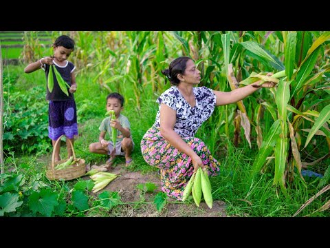 Golden season, full of preasure of harvest and sweet corn | mali cooking in village.