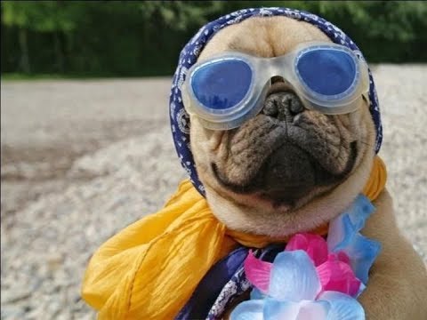 download lagu mp3 mp4 обкуренные, download lagu обкуренные gratis, unduh video klip обкуренные