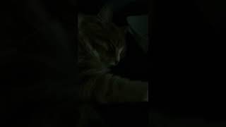 よく寝る猫ちゃん #可愛い猫 #猫