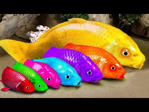 New 💕 FUN VIDEOS OF FISH💕Stop Motion ASMR   Colorful Koi Fish Carp  & Carp, Koi Fish, Catfish, Crab,