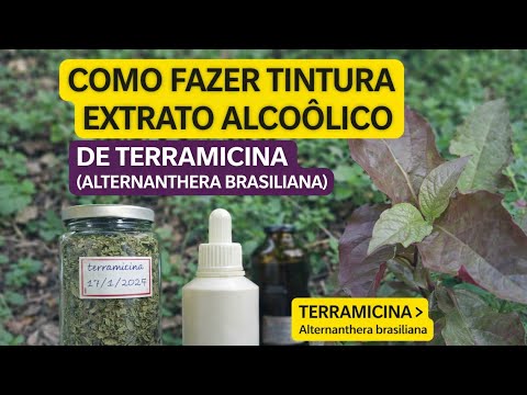 Como fazer tintura EXTRATO ALCOÓLICO de terramicina (Alternanthera brasiliana)