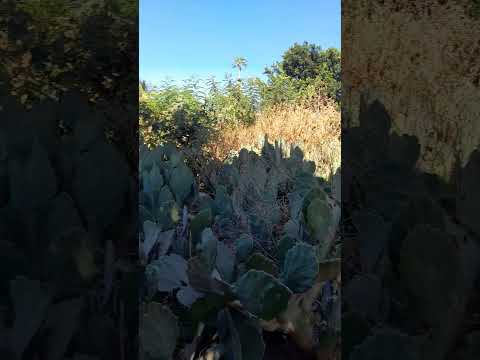 bezerro  trindade  Pernambuco