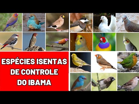 , title : 'LISTA DE PÁSSAROS PERMITIDOS PELO IBAMA #passaros #aves'