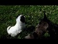Cockapoo dogs for sale: Quentin - Video 1