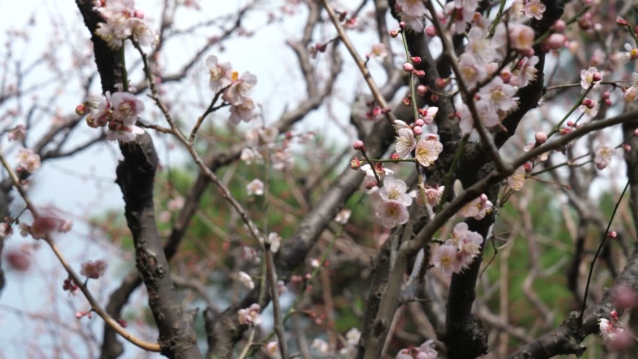 梅の花／Plum blossom／f0119
