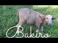 Feeding our carabao and grilling some cassava in  farm-Denden Lifestyle