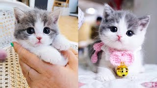 Baby Cats - Cute and Funny Cat Videos Compilation #67 | Aww Animals