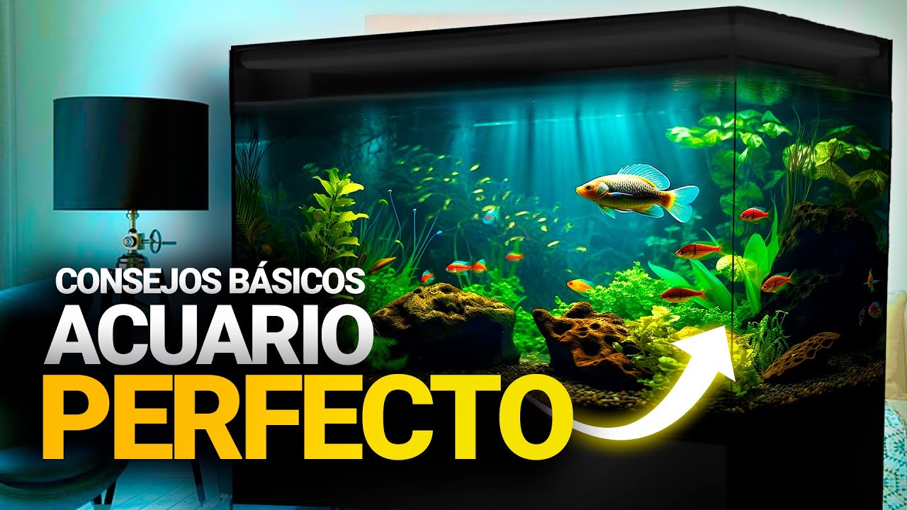 Essential tips for setting up your aquarium: Everything you need to know