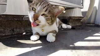 ごろごろする猫はこんな感じ