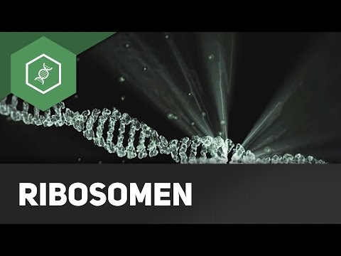 Ribosome - You 2