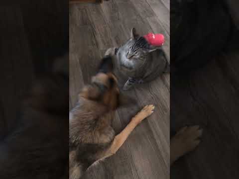 funny cat and dog fights#shorts