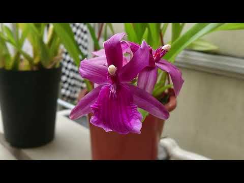 ミルトニア蘭 植物