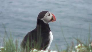 preview picture of video 'The Arctic Circle - Grimsey Island'