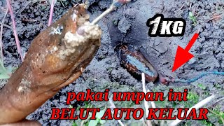 Download lagu MANCING BELUT‼️REJEKI NOMPLOK DAPAT BABON BELUT SAWAH LAGI mp3 Download lagu MANCING BELUT‼️REJEKI NOMPLOK DAPAT BABON BELUT SAWAH LAGI mp3