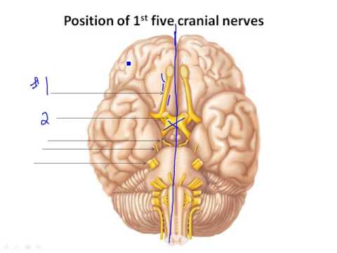 4 6 Cranial Nerves