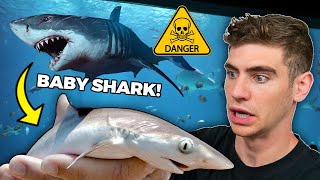 Catching Baby SHARK for Public AQUARIUM... (Close Encounter)