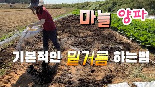 마늘 양파 기본적인 밑거름 하는법 코끼리마늘과 자색양파밑거름