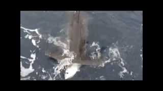 Hammerhead Shark Thief