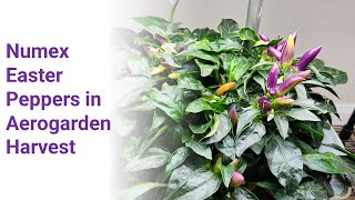 Numex Easter peppers in Aerogarden Harvest Hydroponics System, Ornamental, Edible, Grows fast