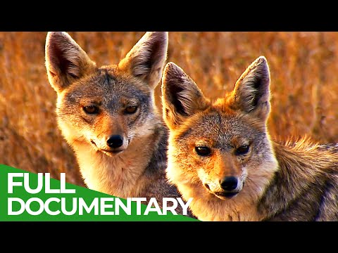 The African Golden Wolf