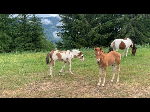 Cavalli e puledri al pascolo