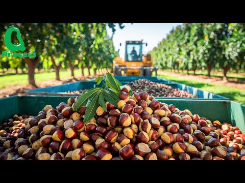 French Farmers Harvest Millions of CHESTNUTS | Processing, Flour and Chestnut Candies