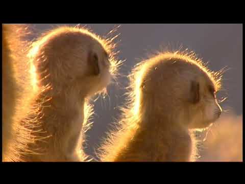 Meerkat Manor S1:E7 (American Narrator 1080p)