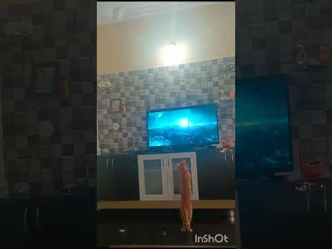 Pogo enjoys Flow Movie! #flow #flowmovie #catshorts #catvideos #catlovers