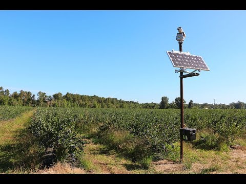 Vogels verjagen met laserlicht bij bosbessenteler - 99% vogel reductie!