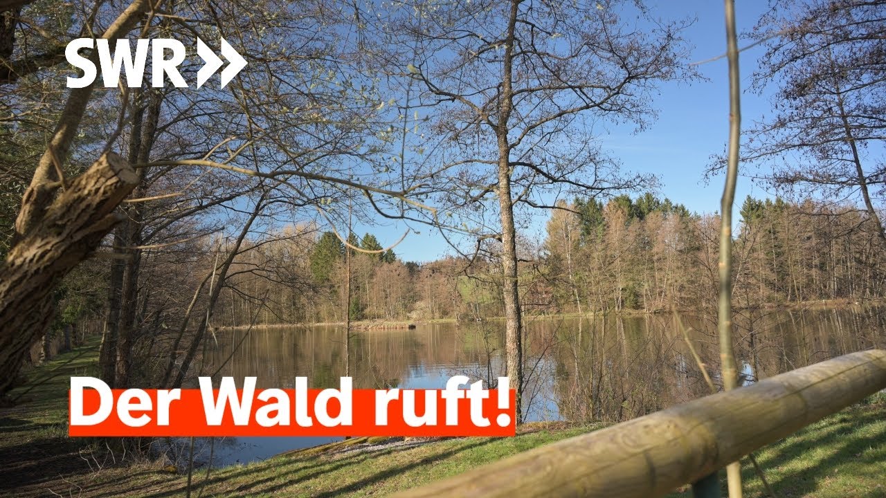 Naturerlebnisse im Wald: Wandern im Hochmoor, Bibern auf der Spur, Eulen hautnah | SWR Treffpunkt