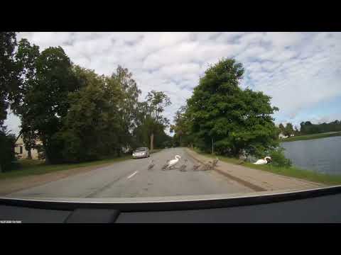 Gulbju ģimene šķērso ielu