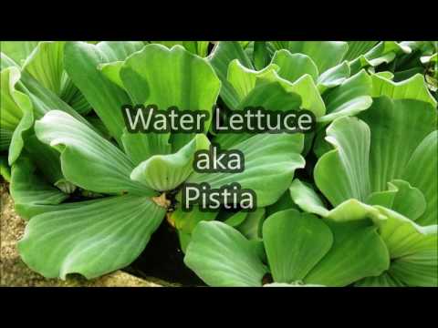 download lagu mp3 mp4 Water Lettuce Plant, download lagu Water Lettuce Plant gratis, unduh video klip Water Lettuce Plant