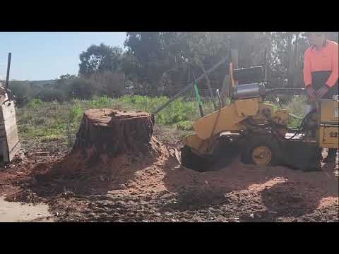 Grinding stumps in Riverland with Vermeer 222