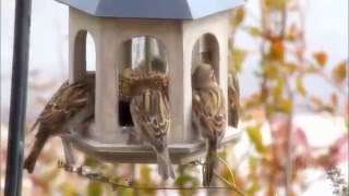 All Things Bright and Beautiful, arr. by Mack Wilberg (2011) - Mormon Tabernacle Choir