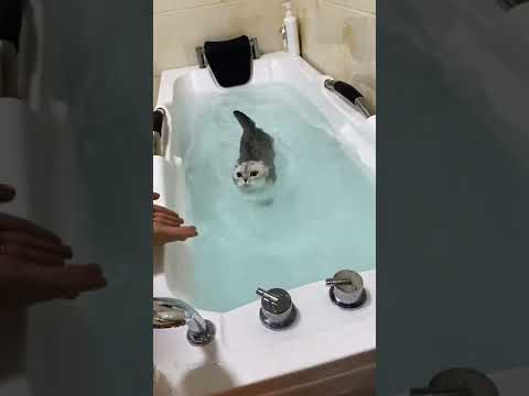 Cat Swimming In Bathtub