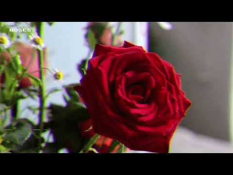 Kara Connolly - Roses (Official Lyric Video)