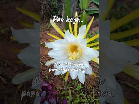 #ixora #flor de pitaya#@dona Flor e família#Monte Belo Minas gerais#inscreva-se# deixe seu like 🌹🙏🏽