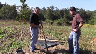 Planting Chestnut Tress For Deer