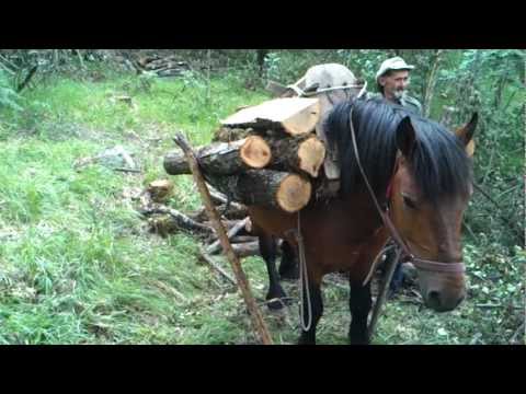 Samarica-Samaraš Vito i njegov konj Miško