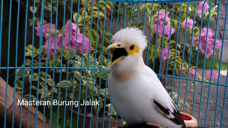 Download lagu Terapi Jalak Putih Stres Macet Bunyi Rutin Putarkan Sambil Jemur Pagi - Jalak Putih gacor Part 10 mp3