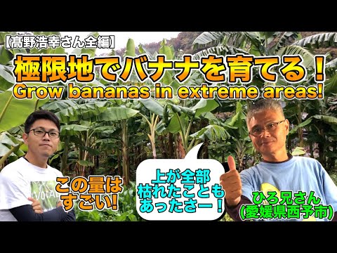 冷凍バナナの木 メンテナンス 寒い冬の庭師のヒント 最低温度