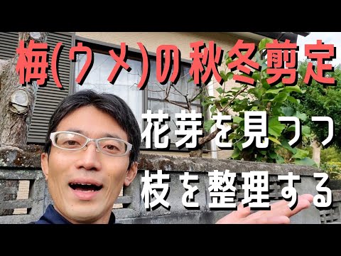 秋に剪定してはいけない果樹はどれですか?またその理由は何ですか? + 剪定してはいけない木のリスト  庭園