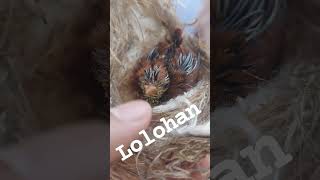 Download lagu lolohan cungkok violet ||| burung paling jarang yang punya karena sangat sulit mendapatkan mp3 Download lagu lolohan cungkok violet ||| burung paling jarang yang punya karena sangat sulit mendapatkan mp3