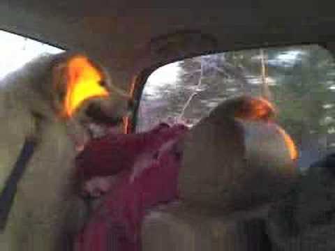 White Chick that hates dogs!