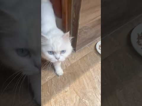 Kids Playgames and Kurru & Kanmi