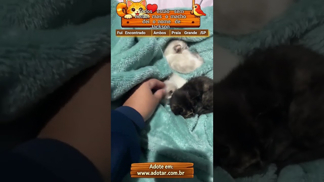 Gato raça SRD-ViraLata idade Abaixo de 2 meses nome Todos estão sem nome mas o macho dei o nome de Jackson
