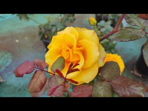 🌹🌹Mohona Rose | Love rose garden | Mohona rose  | Beautiful Flowers Roses | Yellow rose 🌹🟡