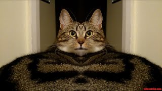 Я РЖАЛ ПОЛ ЧАСА / СМЕШНЫЕ ЖИВОТНЫЕ , КОТЫ СОБАКИ И ДРУГИЕ