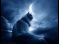 Un Gatto Nel Blu Un Gato En La Oscuridad Roberto Carlos