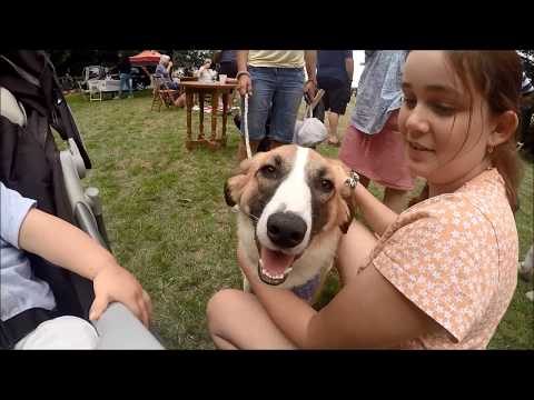 Frank's Fundraiser 2015 // Hessa's Homeless Hounds